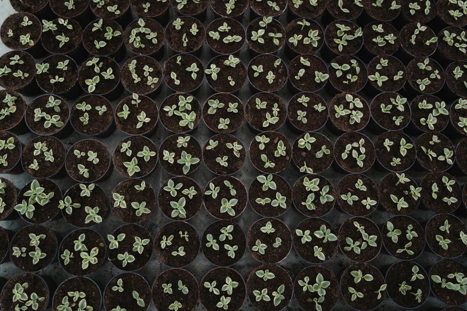Aerial view of young seedlings in multiple pots, ideal for gardening and botany concepts.